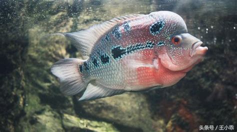 養羅漢魚|羅漢魚認識及飼養 養魚須知 – 寵物百科